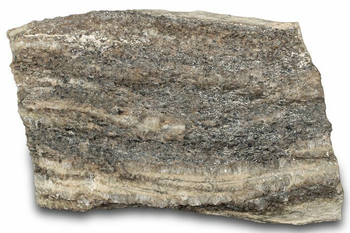 Petrified Wood Section with Sparkling Quartz - Arizona #305391